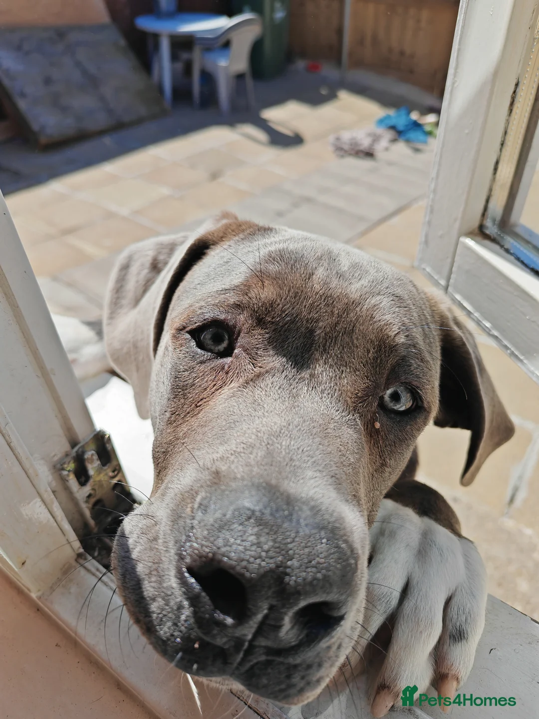 Mixed Breed dogs for sale: Presa Canario  ** tiff  in Stockton-on-Tees - Advert 1