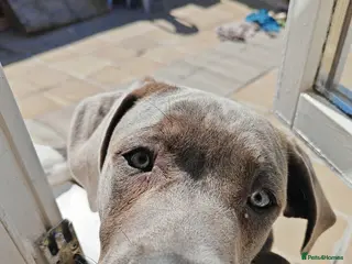 Mixed Breed dogs Presa Canario x mastiff - Advert 3