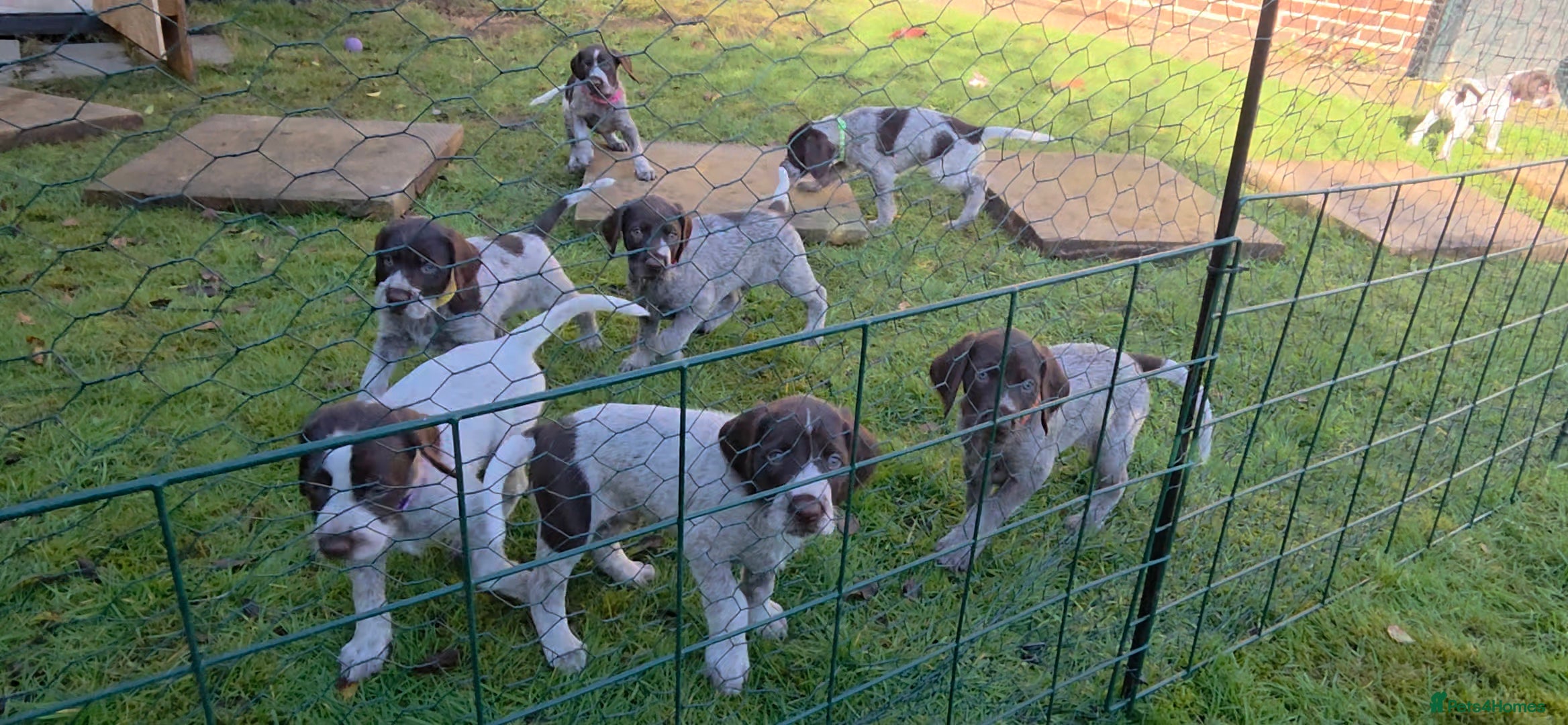 German Wirehaired Pointer dogs German Pointer GWP Puppies not GSP - Advert 10
