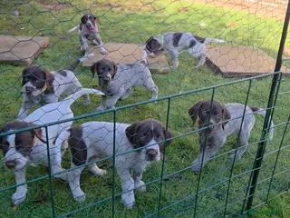 German Wirehaired Pointer dogs German Pointer GWP Puppies not GSP - Advert 10
