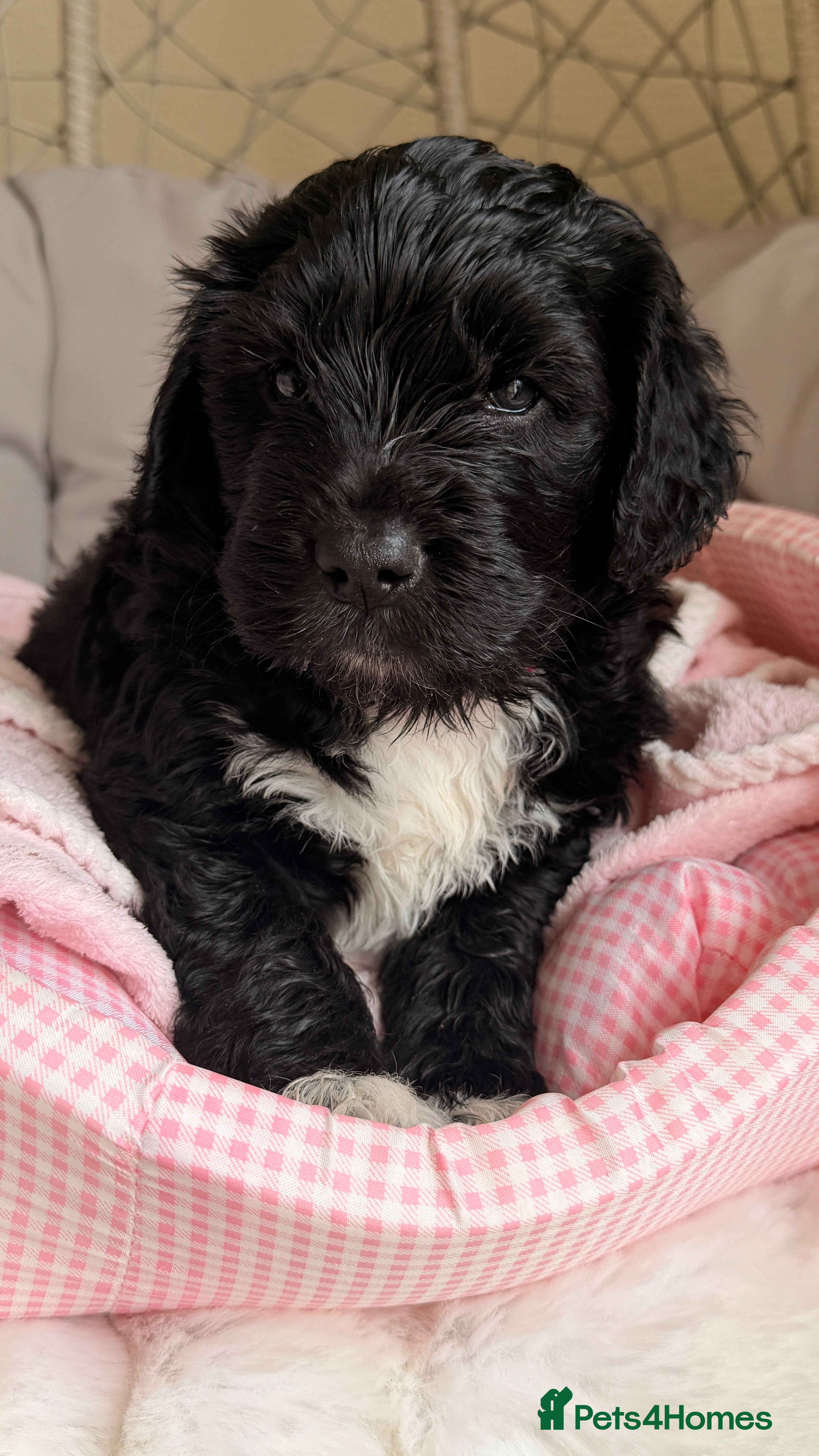 Mixed Breed dogs Beautiful Bernedoodle Puppies – 3 Girls & 3 Boys - Advert 2