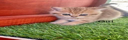 British Shorthair cats for sale: Golden kittens - Advert 11