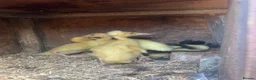 Ducks poultry for sale: 5 Indian runner ducking for sale   - Advert 3