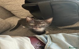 Sphynx cats for sale: Sphynx Variants  - Image 4