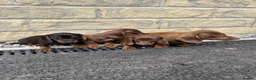 Miniature Dachshund dogs for sale: Minature Dachshund puppies ready to leave  in Blackburn - Advert 3