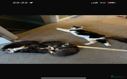 British Longhair cats for sale: Kittens for sale - Image 6