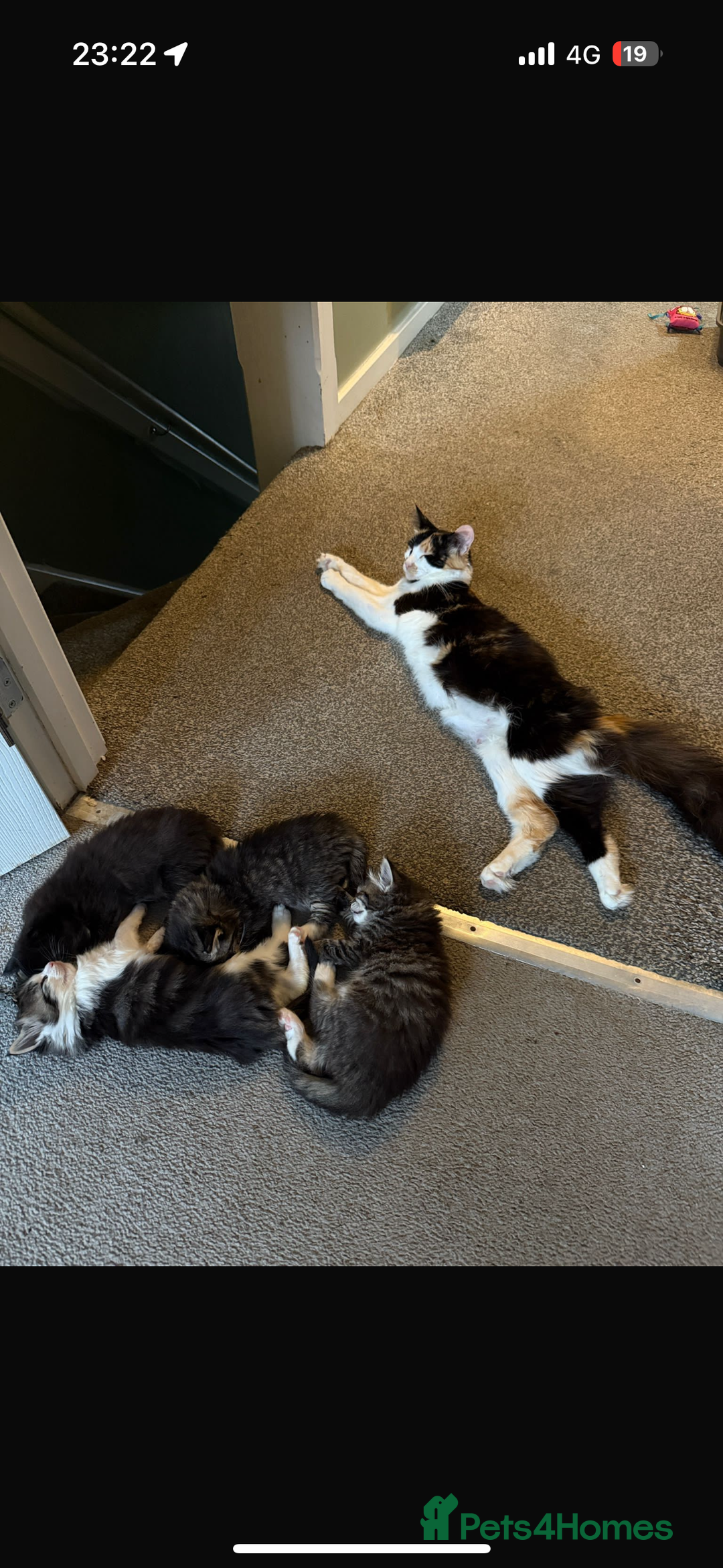 British Longhair cats for sale: Kittens for sale - Image 6