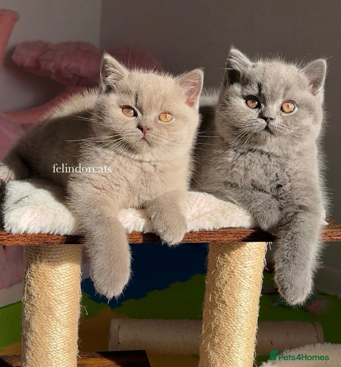 British Shorthair cats ✨ Top quality British shorthair ✨ - Advert 17