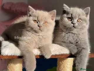 British Shorthair cats ✨ Top quality British shorthair ✨ - Advert 17