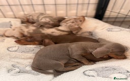 Miniature Dachshund dogs for sale: Stunning Kennel Club Registered Litter - Image 5