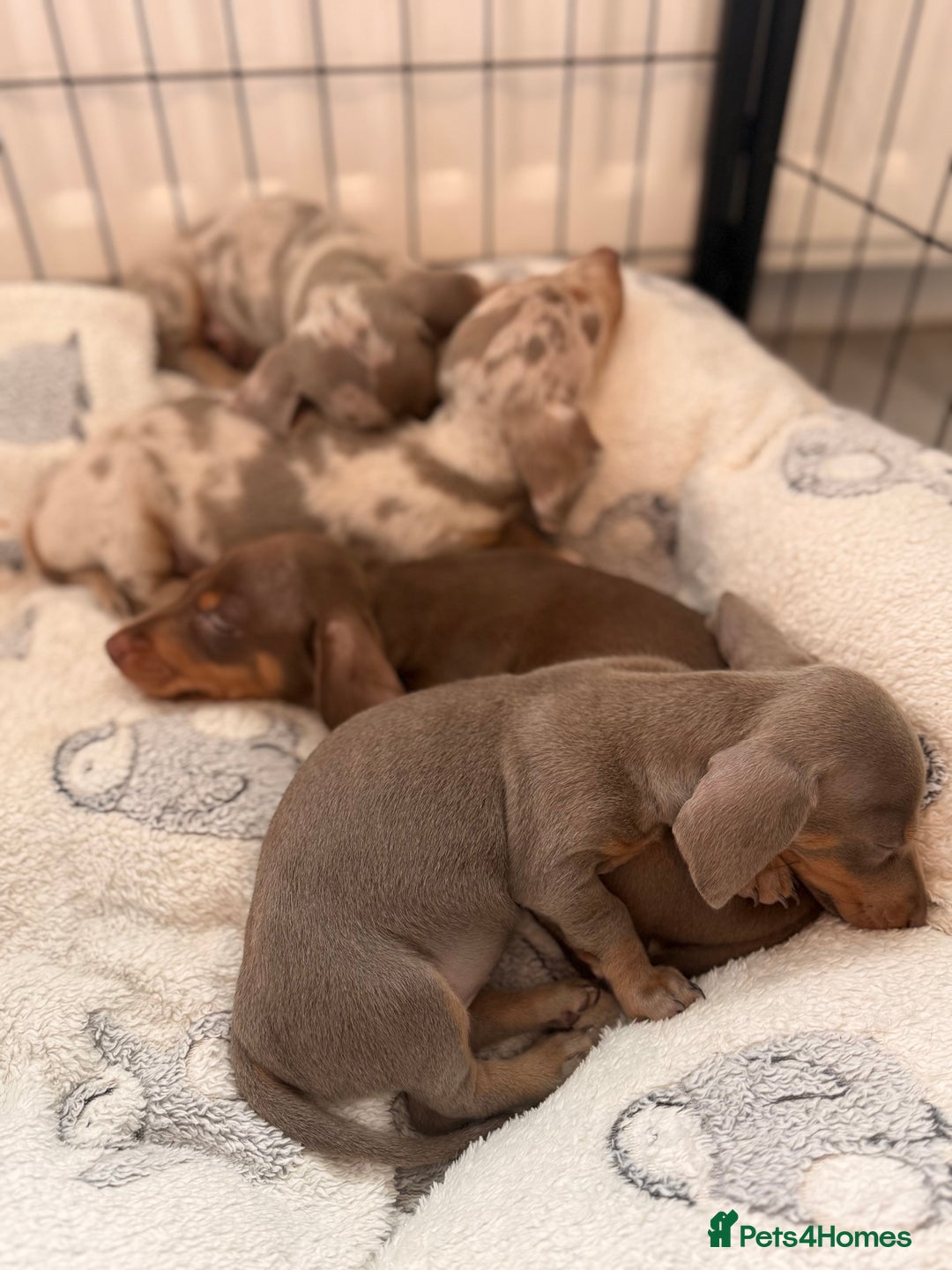 Miniature Dachshund dogs for sale: Stunning Kennel Club Registered Litter - Image 5