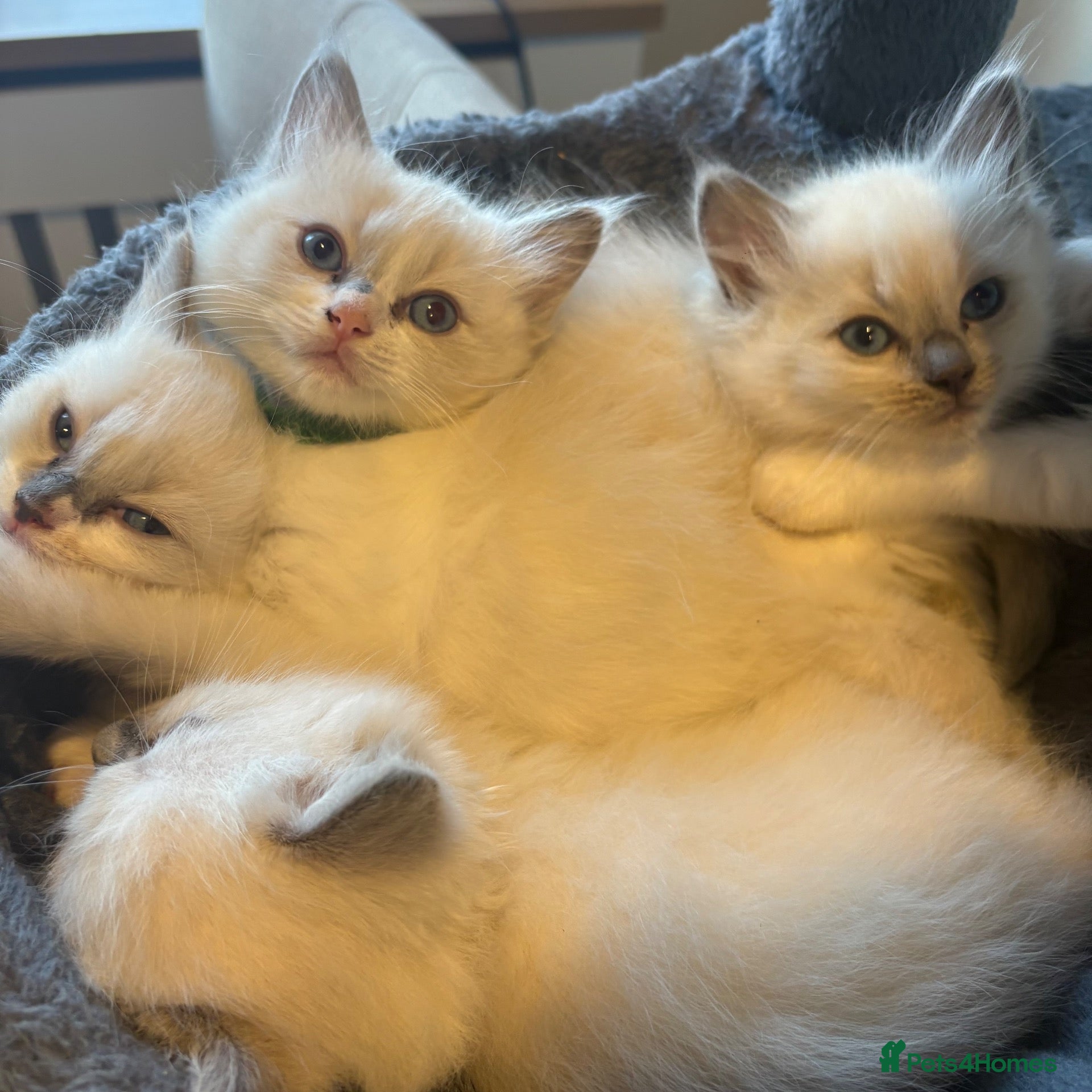 Ragdoll cats Beautiful girl Ragdolls  - Advert 8