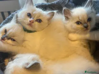 Ragdoll cats Beautiful girl Ragdolls - Advert 8