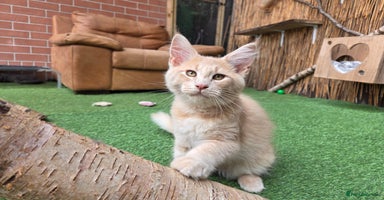 Maine Coon cats - Advert 12
