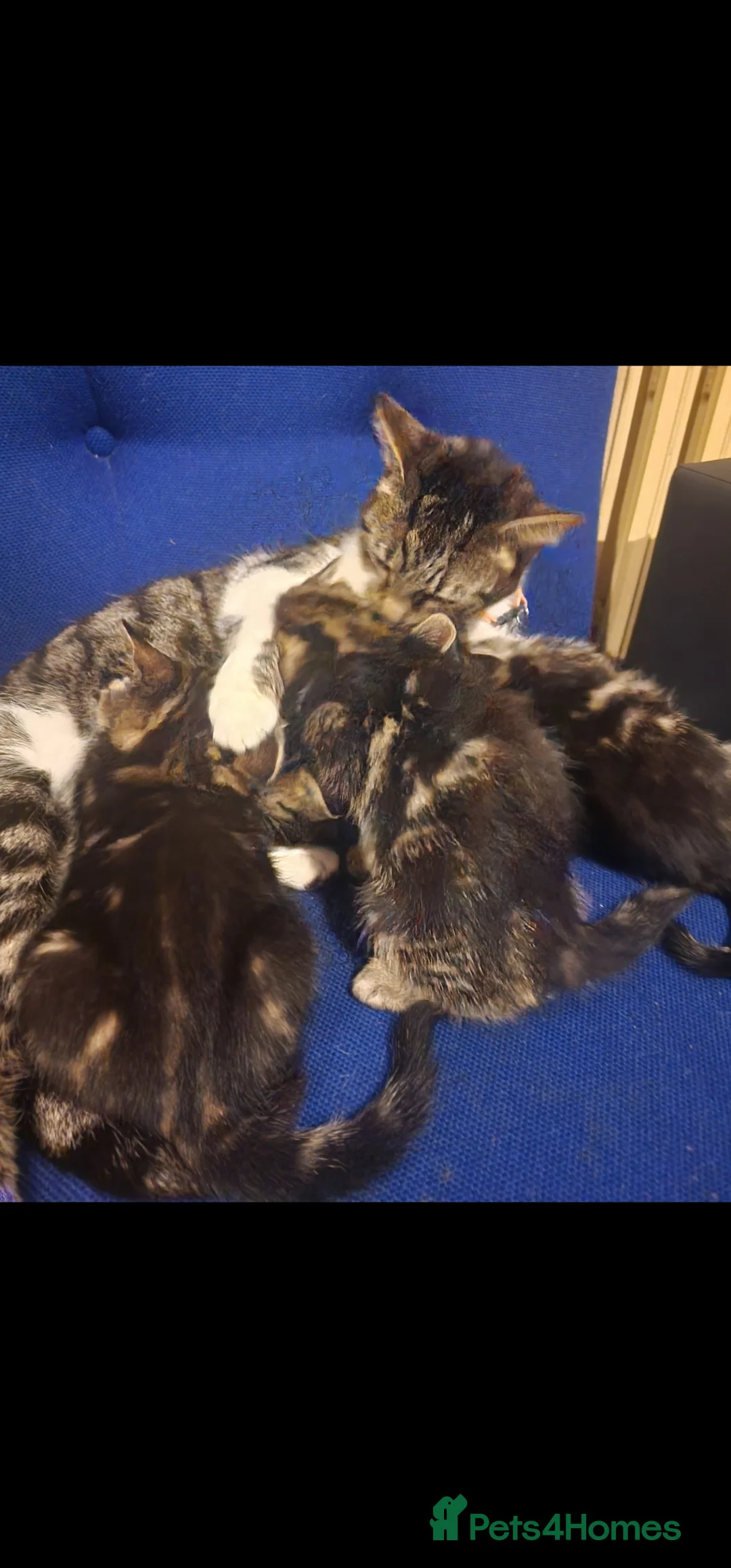 Mixed Breed cats for sale: Adorable Tabby Kittens for Sale in London - Advert 1
