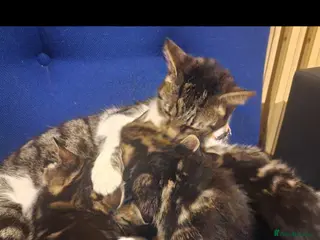 Mixed Breed cats Adorable Tabby Kittens for Sale in London - Advert 3
