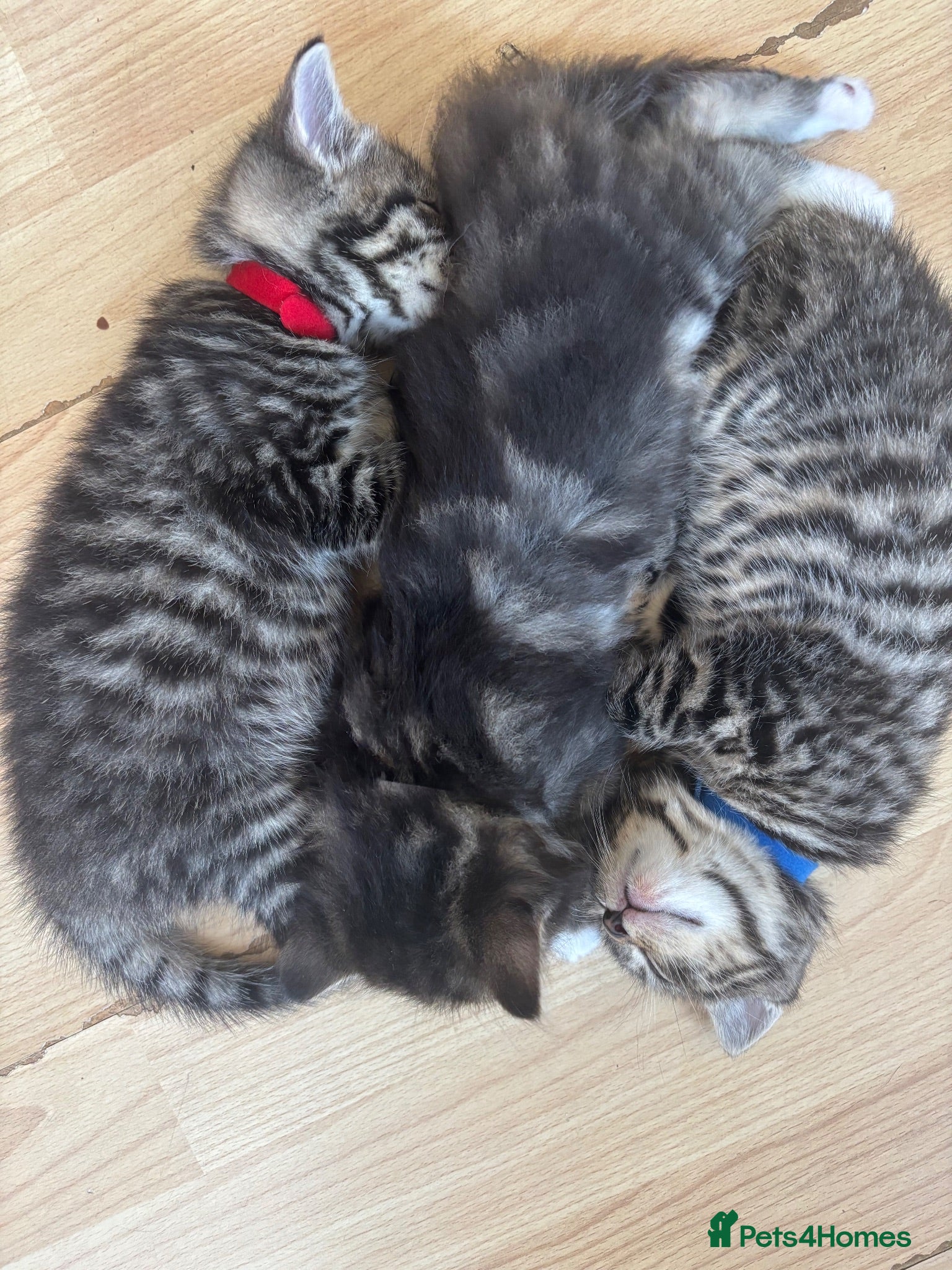 Mixed Breed cats Grey tabbies for sale - Advert 17
