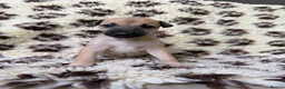 Greyhound dogs for sale: Hungarian Greyhound Pups - Advert 10