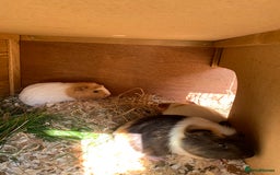 Guinea Pig rodents for sale: Guinea pig  - Image 2