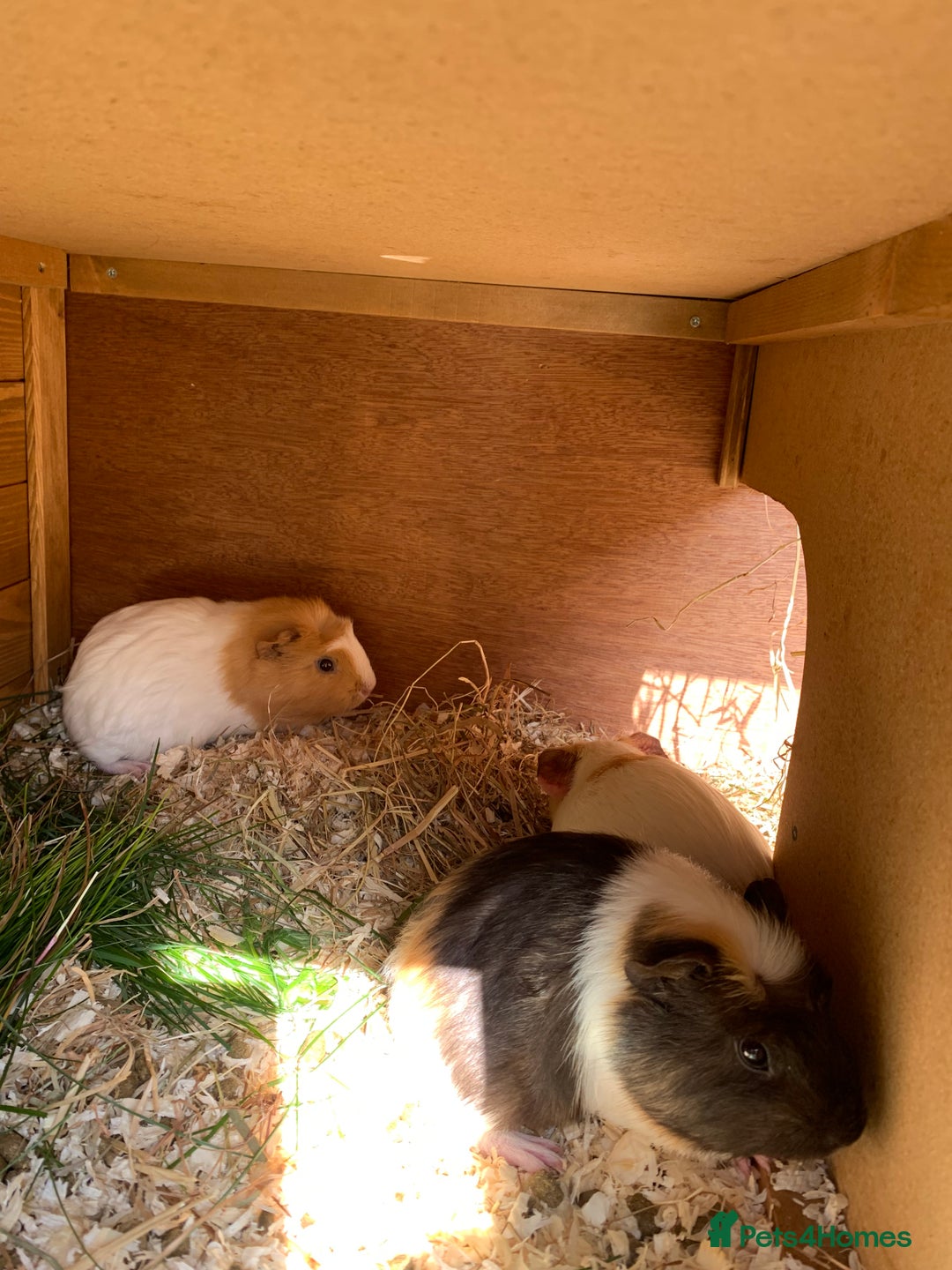 Guinea Pig rodents for sale: Guinea pig  - Image 2