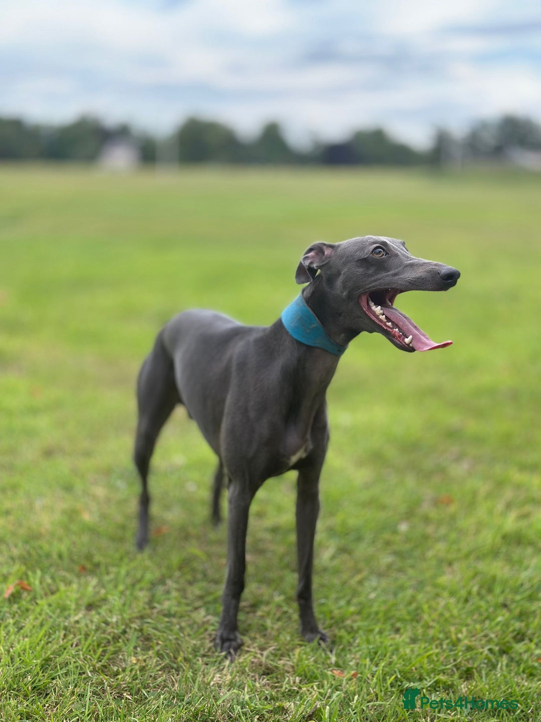 Whippet dogs for stud: Whippet for stud  in Elgin - Image 6