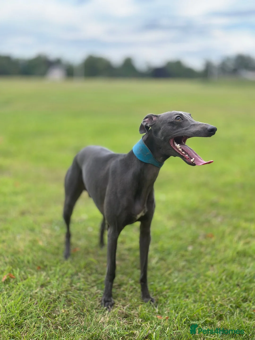 Whippet dogs for stud: Whippet for stud  in Elgin - Advert 7