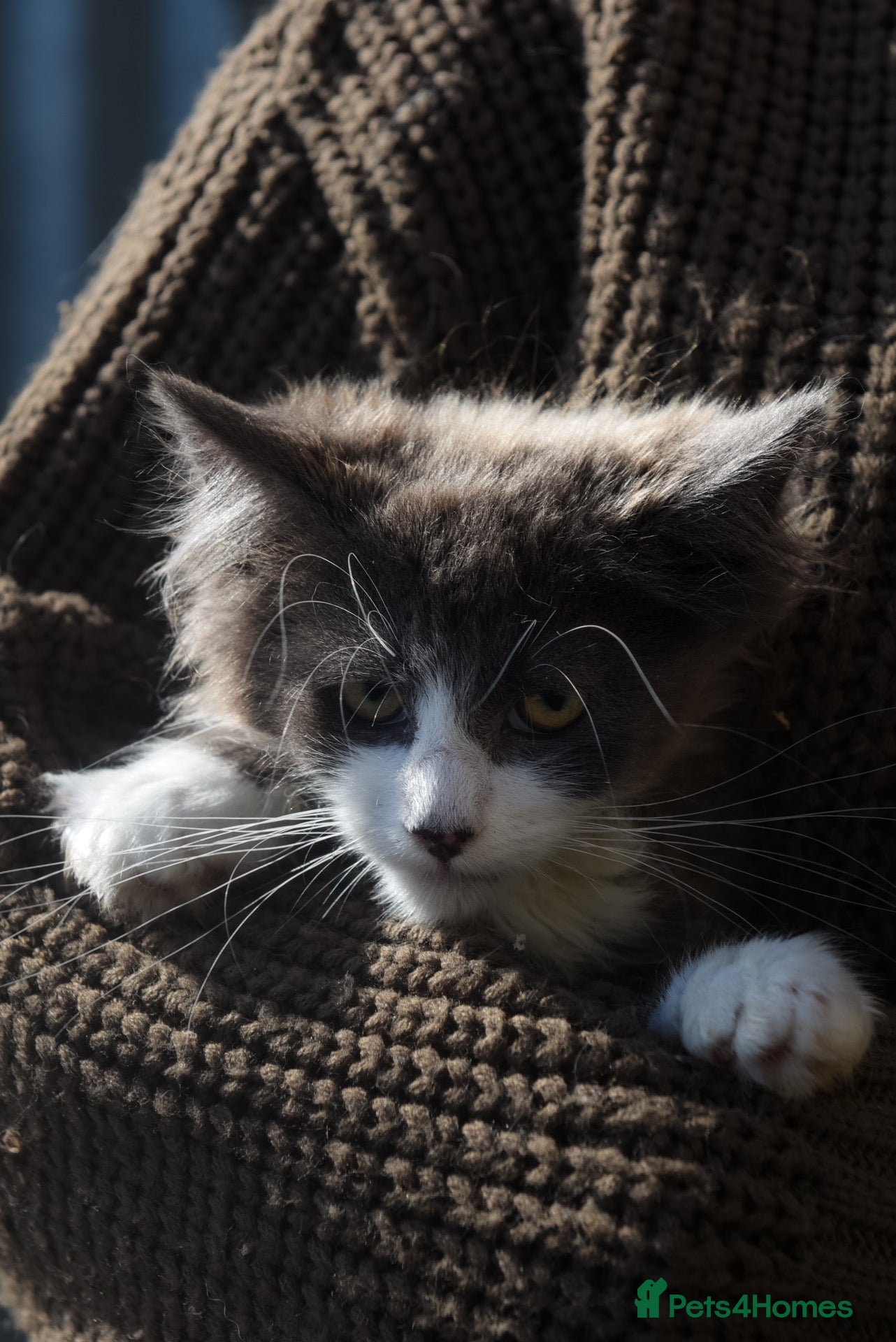 Maine Coon cats XL Maine coon kittens  - Advert 2
