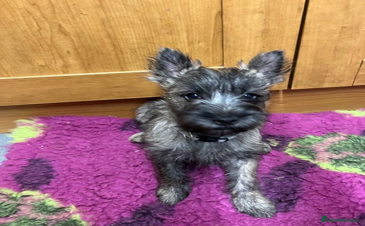 Cairn Terrier dogs - Advert 2