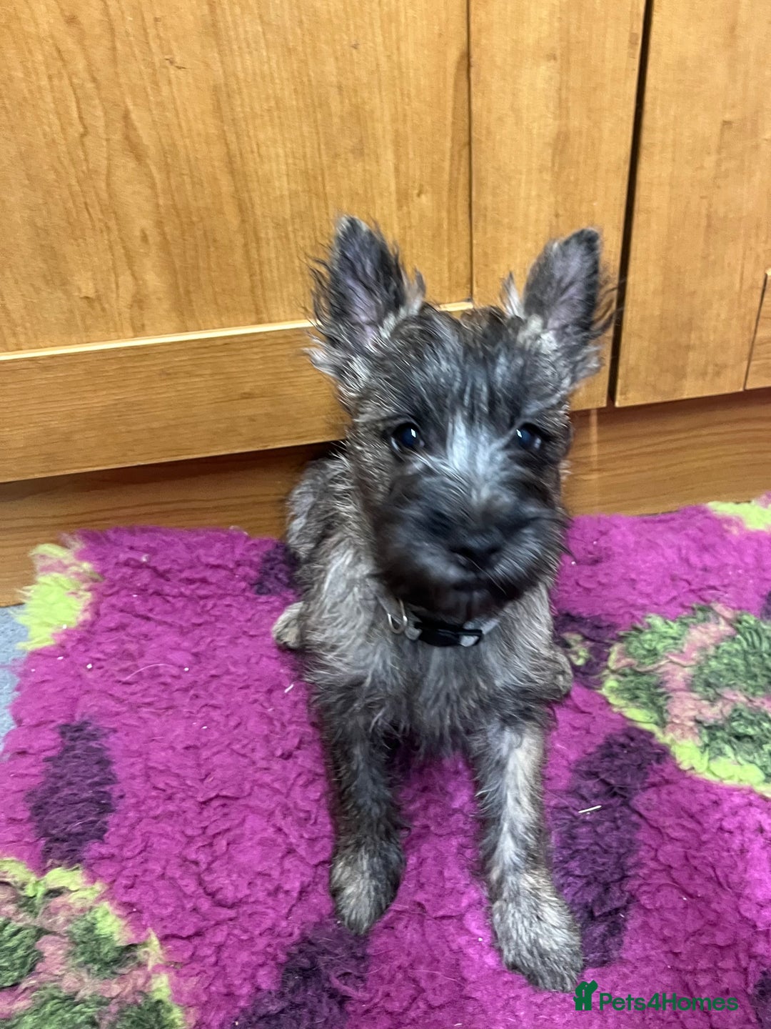 Cairn Terrier dogs for sale: Adorable Cairn Terrier Boy - Image 1