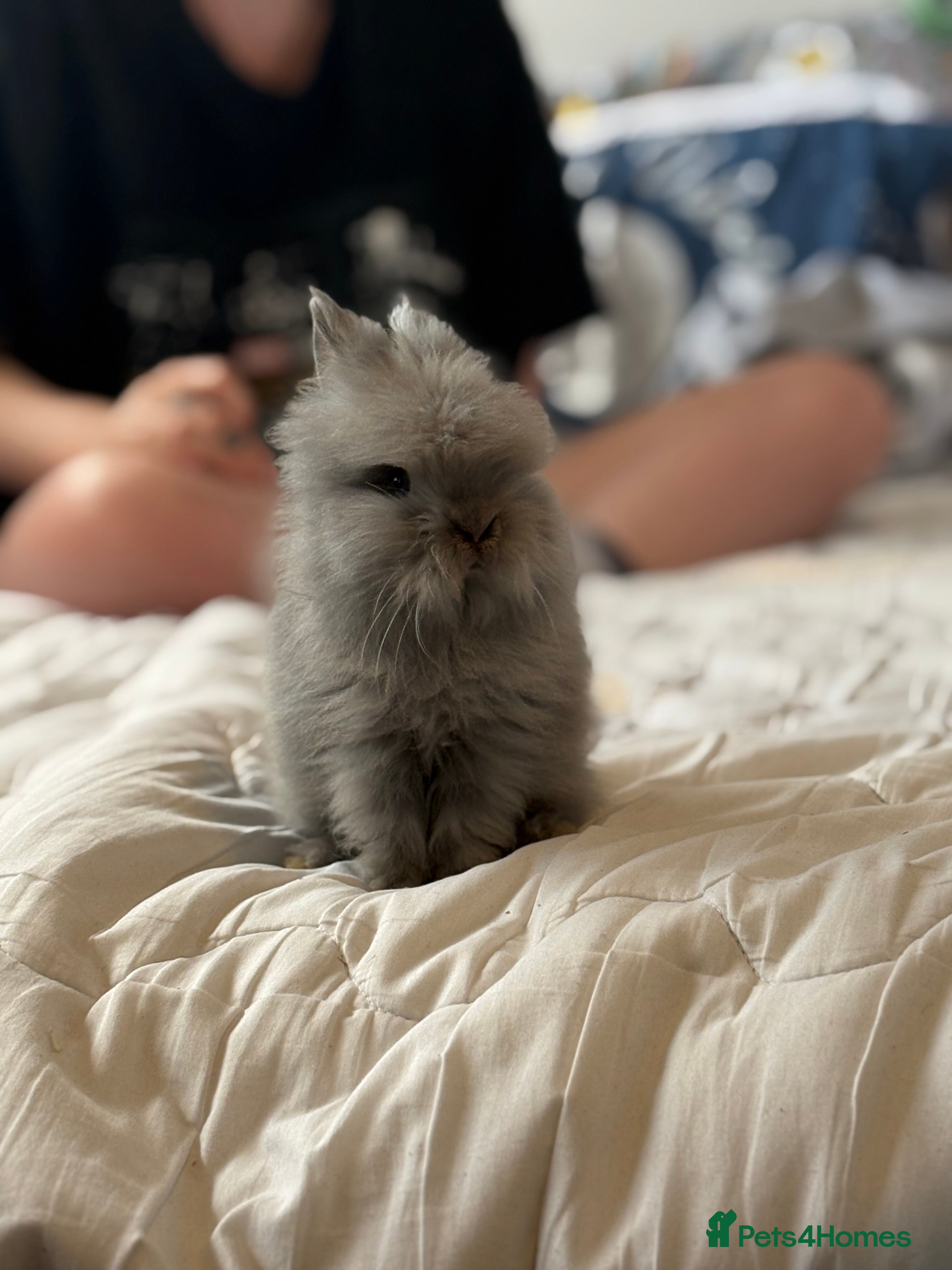 Lionhead rabbits Double mained lionhead rabbit - Matty - Advert 1