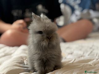 Lionhead rabbits Double mained lionhead rabbit - Matty - Advert 1