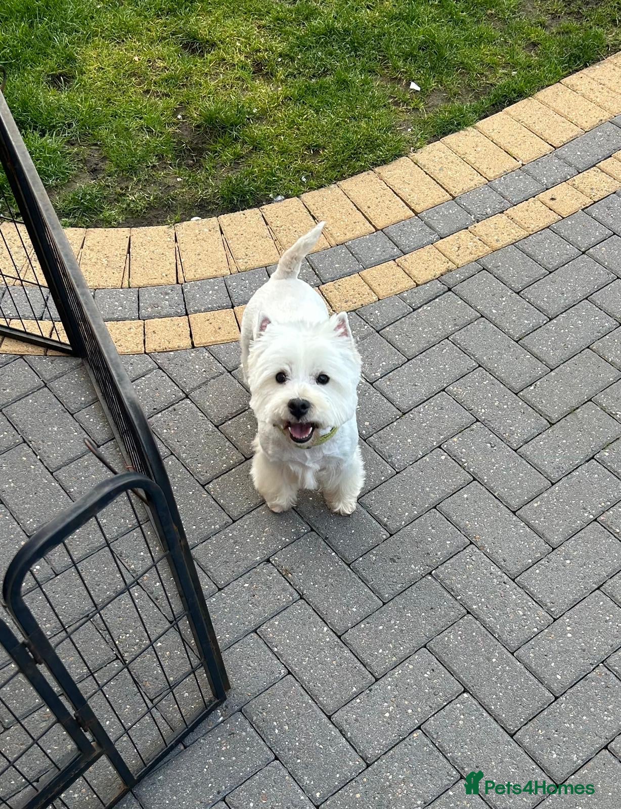 West Highland Terrier dogs Fantastic west highland pups  - Advert 2