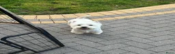 West Highland Terrier dogs for sale: Fantastic west highland pups  - Advert 1