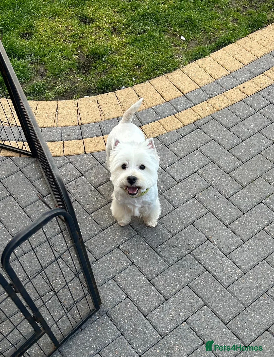 West Highland Terrier dogs for sale: Fantastic west highland pups  - Advert 1
