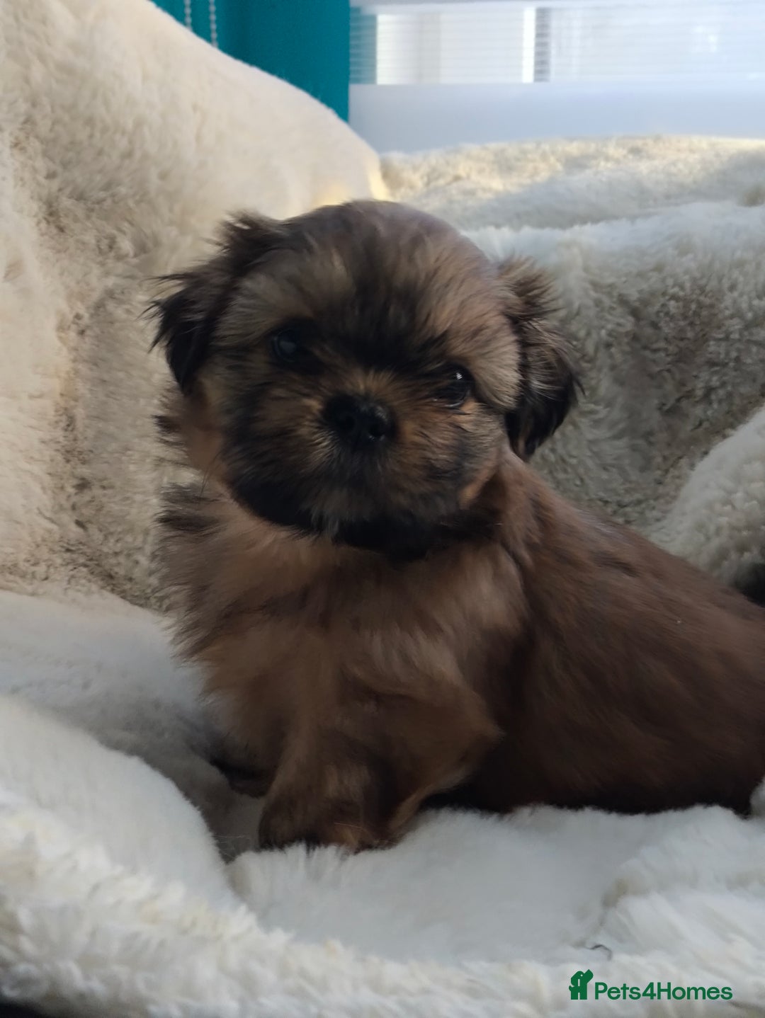 Shih Tzu dogs for sale: SHIH TZU STANDARD - PURE BREED  - Advert 9