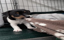 Jack Russell dogs for sale: 🐶 Jack Russell Puppies  – 4 Females & 1 Male 🐶 - Image 5