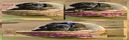 Miniature Dachshund dogs for sale: LAST PUP! Miniature Dachshund Puppies 🐶🐾 - Advert 22