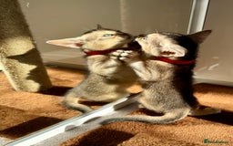 Abyssinian cats for sale: TICA reg Abyssinian sweet kittens rare colours  - Image 6