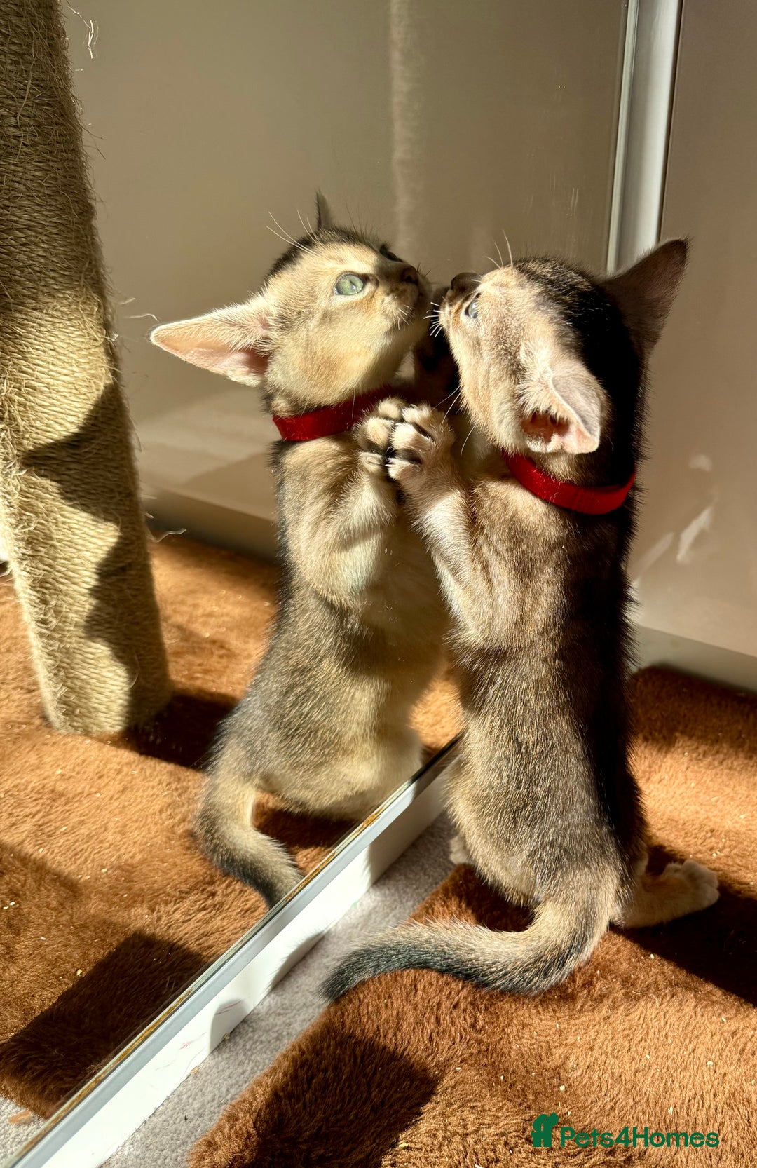 Abyssinian cats for sale: TICA reg Abyssinian sweet kittens rare colours  - Image 6