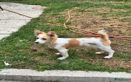 Mixed Breed dogs for adoption: PEGI, SARA & MIA - Image 8