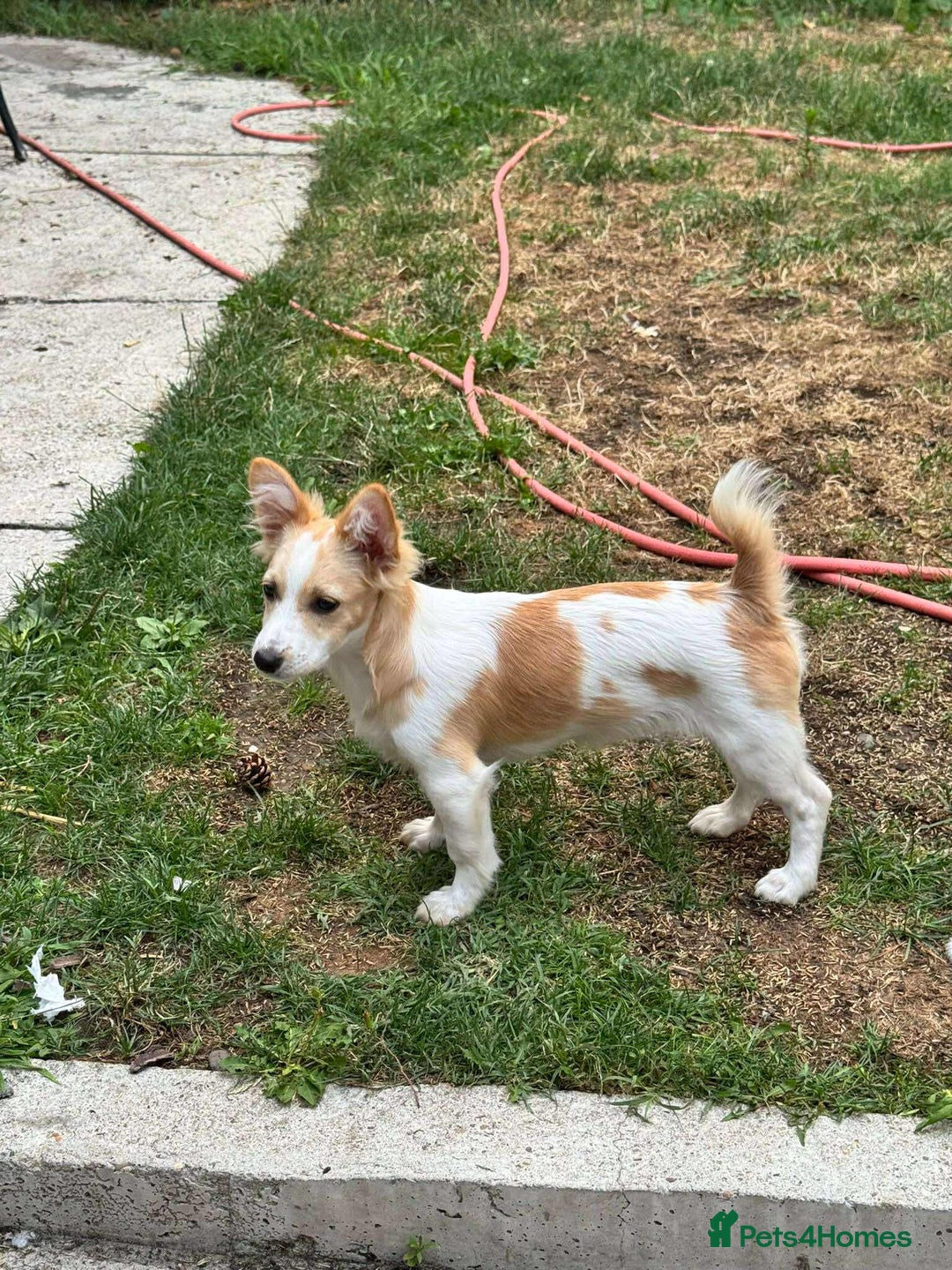 Mixed Breed dogs for adoption: PEGI, SARA & MIA - Image 8