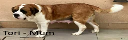 Saint Bernard dogs for sale: KC Registered Saint Bernard Pups - Advert 22
