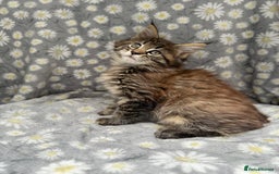 Maine Coon cats for sale: Pedigree Maine Coon Kittens - TICA Registered  - Image 7