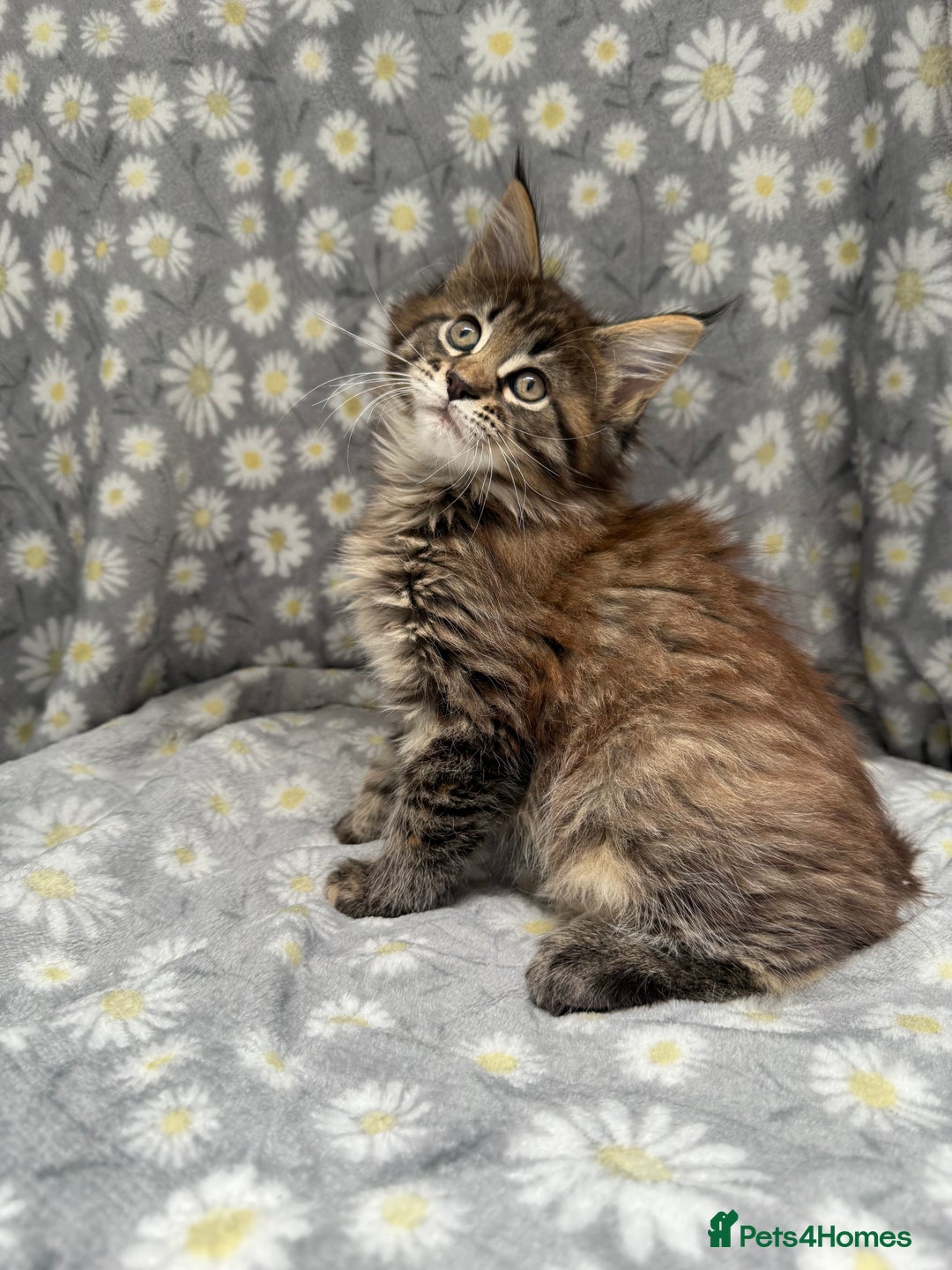 Maine Coon cats for sale: Pedigree Maine Coon Kittens - TICA Registered  - Image 7