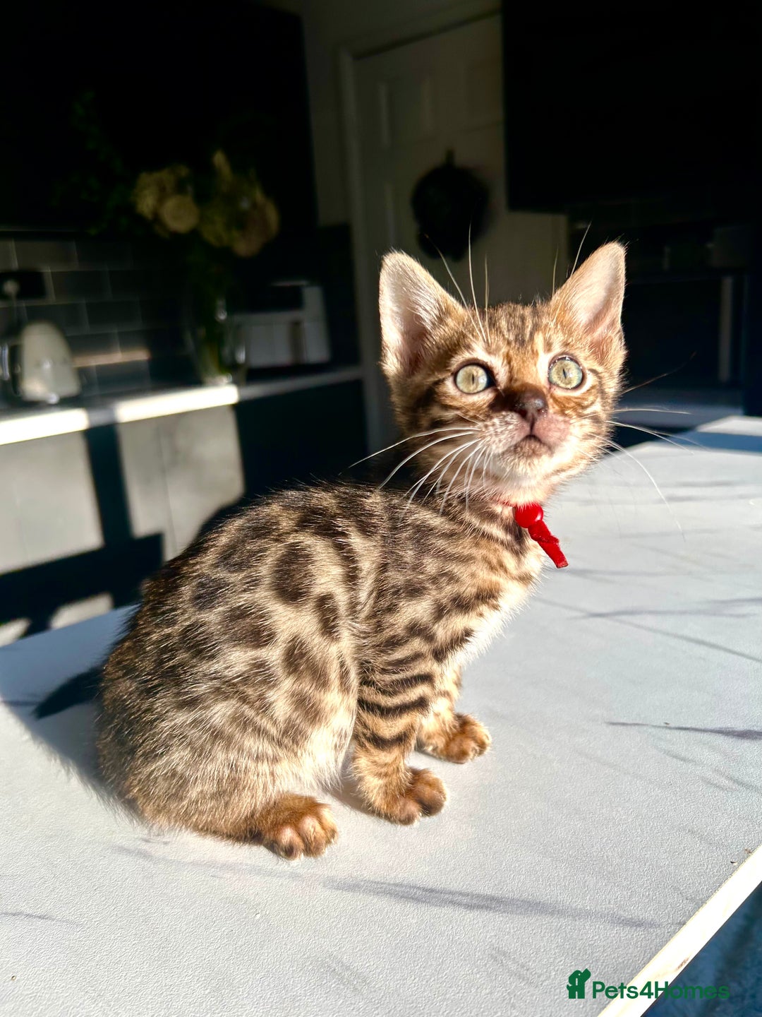 Bengal cats for sale: 4 tiger cub bengal girls for sale  - Advert 15