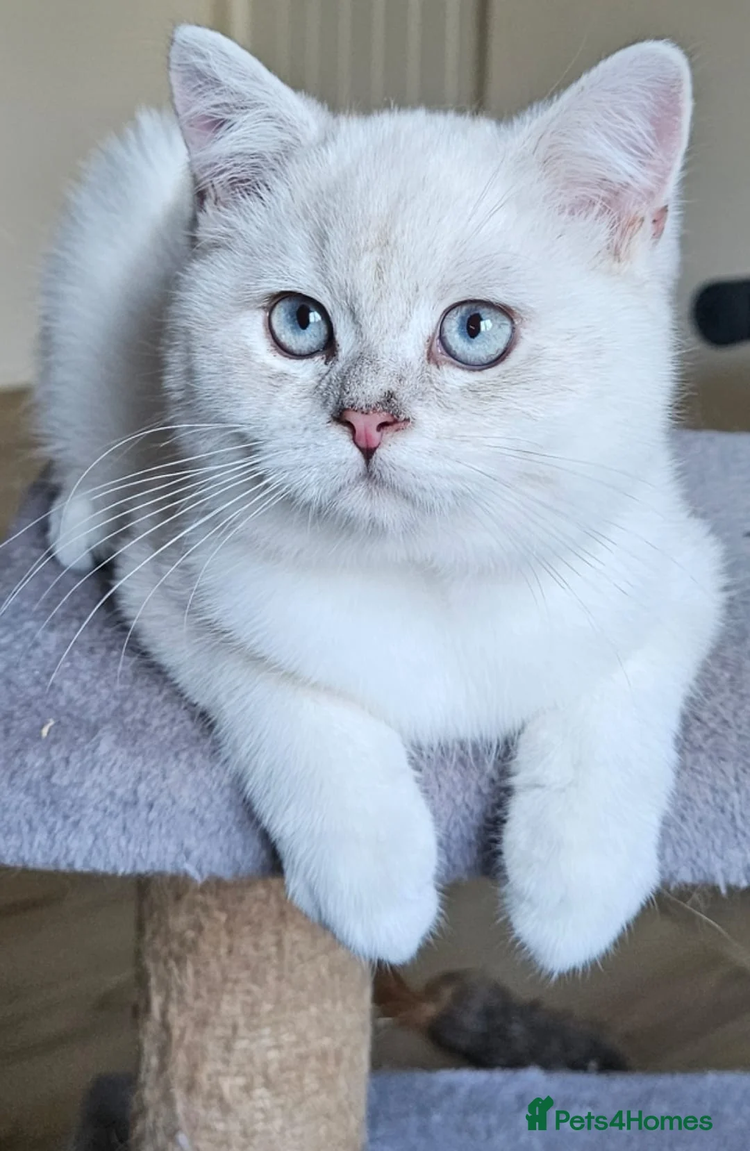British Shorthair cats for sale: ✨Outstanding Quality British Shorthair Kittens✨ - Advert 3