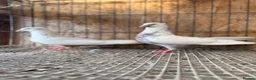 Pigeons birds for sale: IMPORTED IRANIAN SINEH PIGEONS - Advert 18