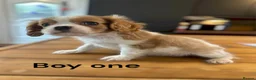 Cavalier King Charles Spaniel dogs for sale: ** DNA 🧬 PRA CLEAR CAVALIER KING CHARLES PUPPIES  - Advert 2