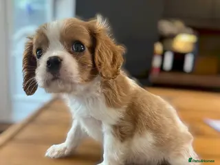Cavalier King Charles Spaniel dogs ** DNA 🧬 PRA CLEAR CAVALIER KING CHARLES PUPPIES - Advert 11