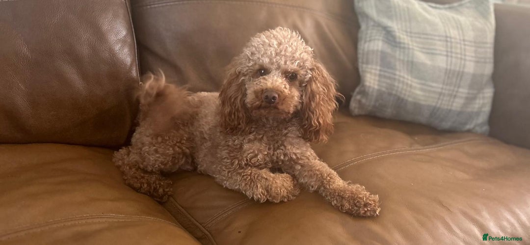 Cavapoo dogs for sale: GORGEOUS CAVAPOO MALE LOOKING FOR LOVING HOME X - Advert 3